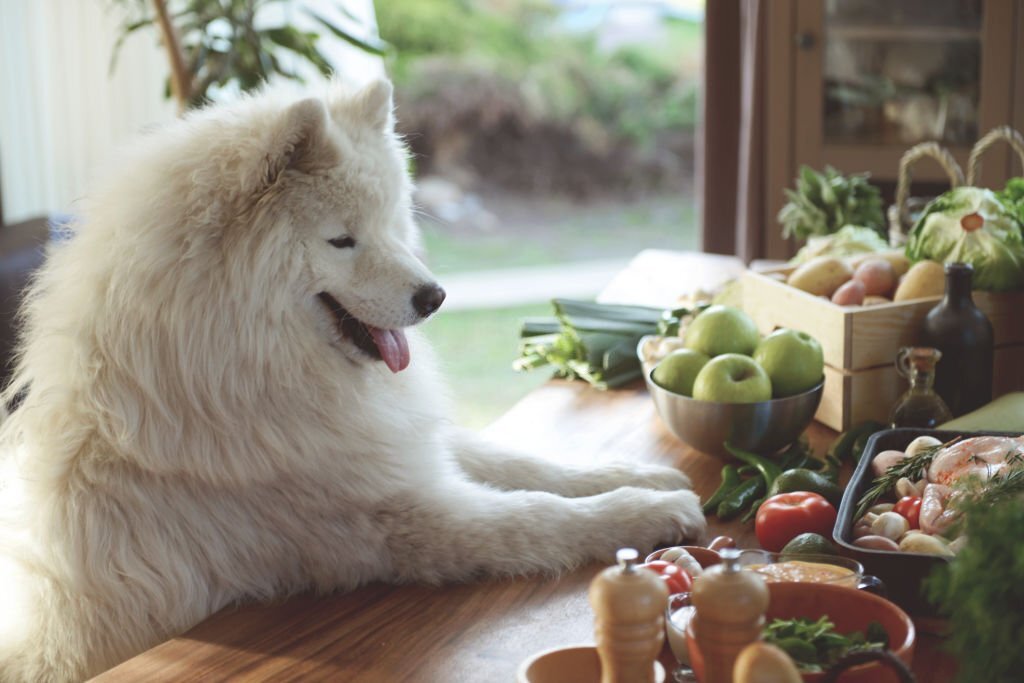 best fruits for dogs
